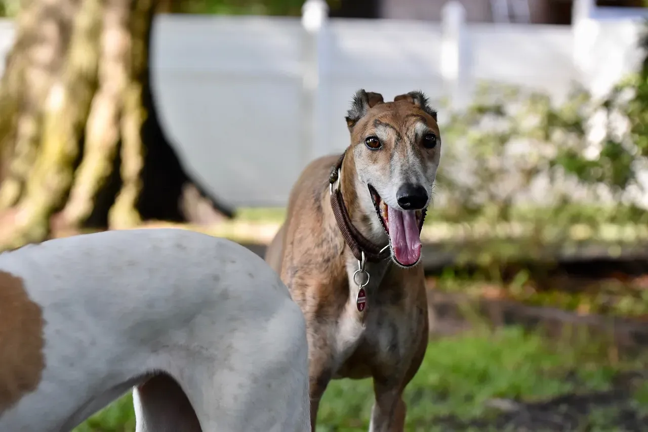 10 - Greyhound: The Couch Potato Sprinter (Image Credits: Pixabay)