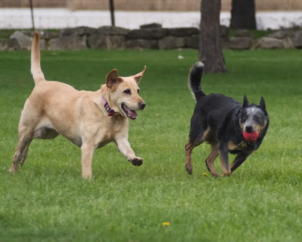 Channeling the Chase Into Positive Activities (Image Credits: Flickr)