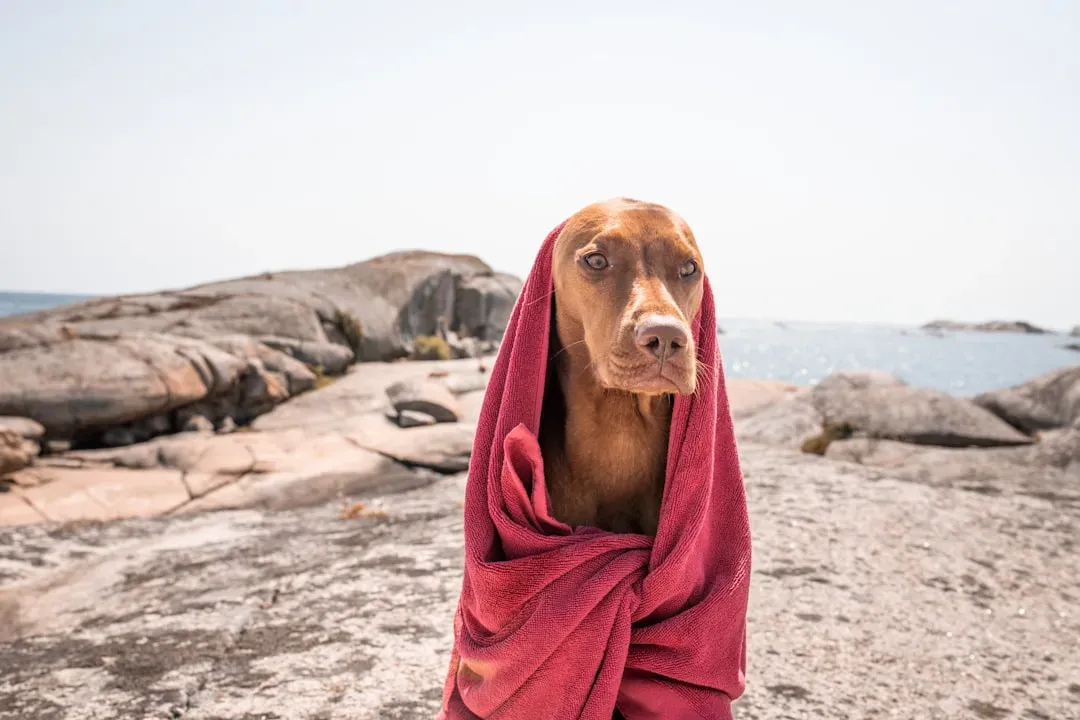 Old Towels: The Ultimate Tug Toy (Image Credits: Unsplash)