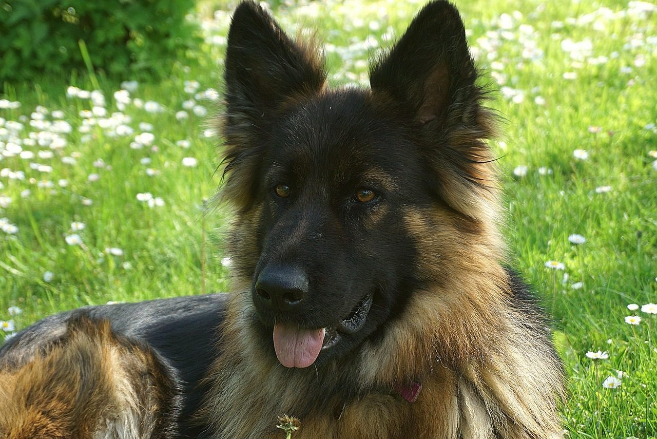 German Shepherd: The Intense Protector (Image Credits: Pixabay)