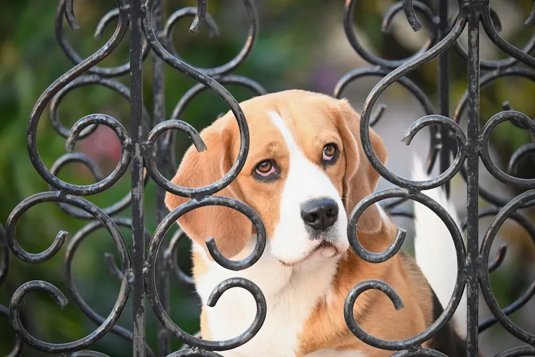 The Independent Soul: Beagles, Dachshunds, and the Quietly Stubborn Personality (Image Credits: Unsplash)