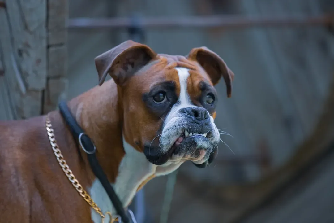 Boxer (Image Credits: Unsplash)