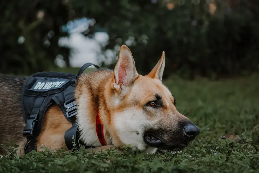 German Shepherd: The Focused Professional With A Work Ethic (Image Credits: Unsplash)