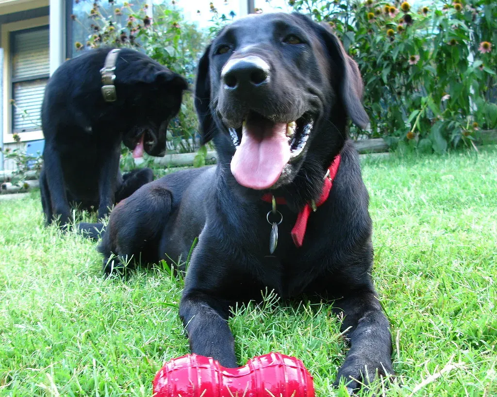 Labrador Retriever: The Lovable Chewer You Didn't Expect (Image Credits: Flickr)