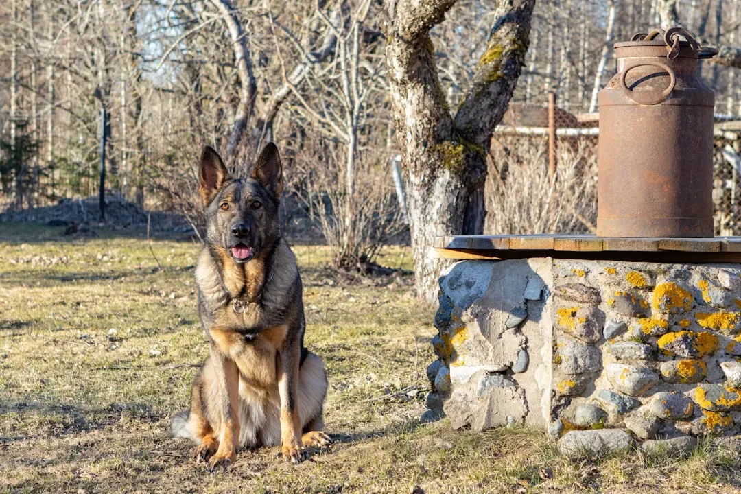 4. German Shepherd (Image Credits: Unsplash)