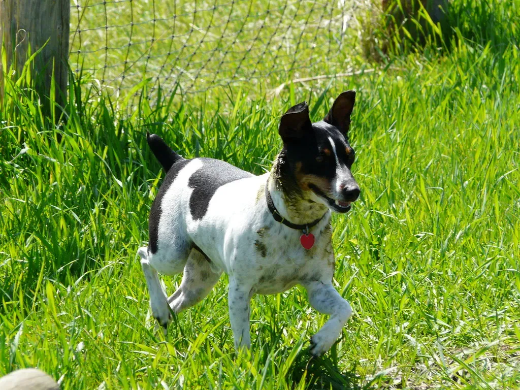 #5: Rat Terrier - An American Original for a Trailblazing Sign (photogramma1, Flickr, CC BY-SA 2.0)