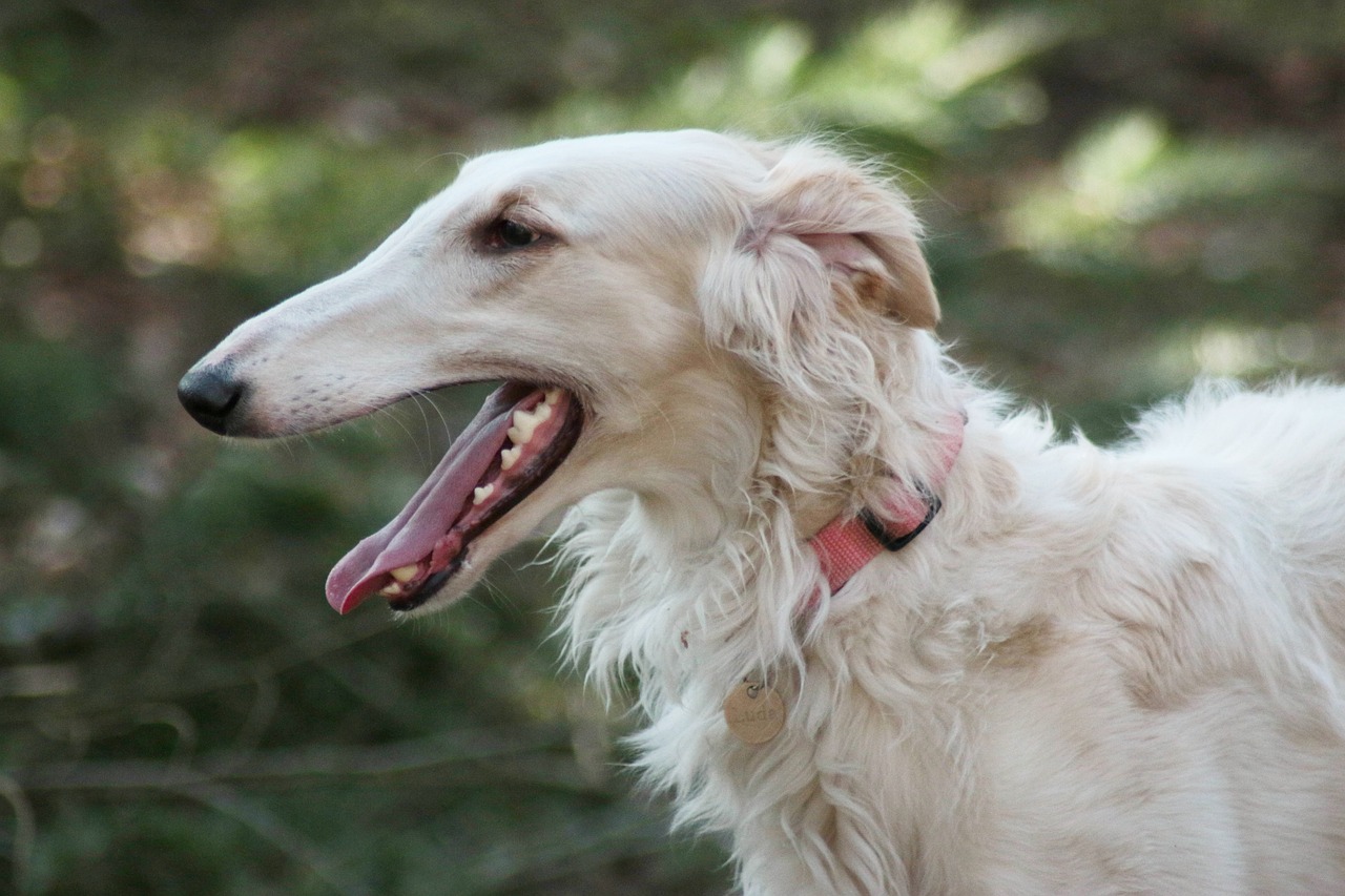Aquarius: The Independent Borzoi (Image Credits: Pixabay)