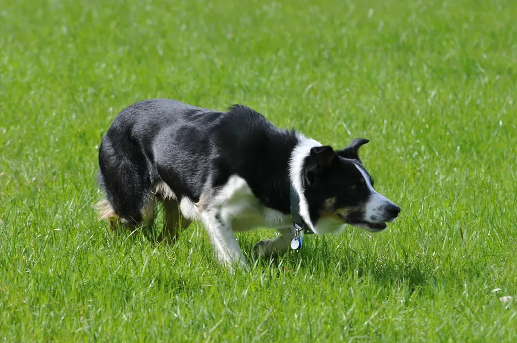 Herding Breeds: Born to Control Movement (Image Credits: Flickr)