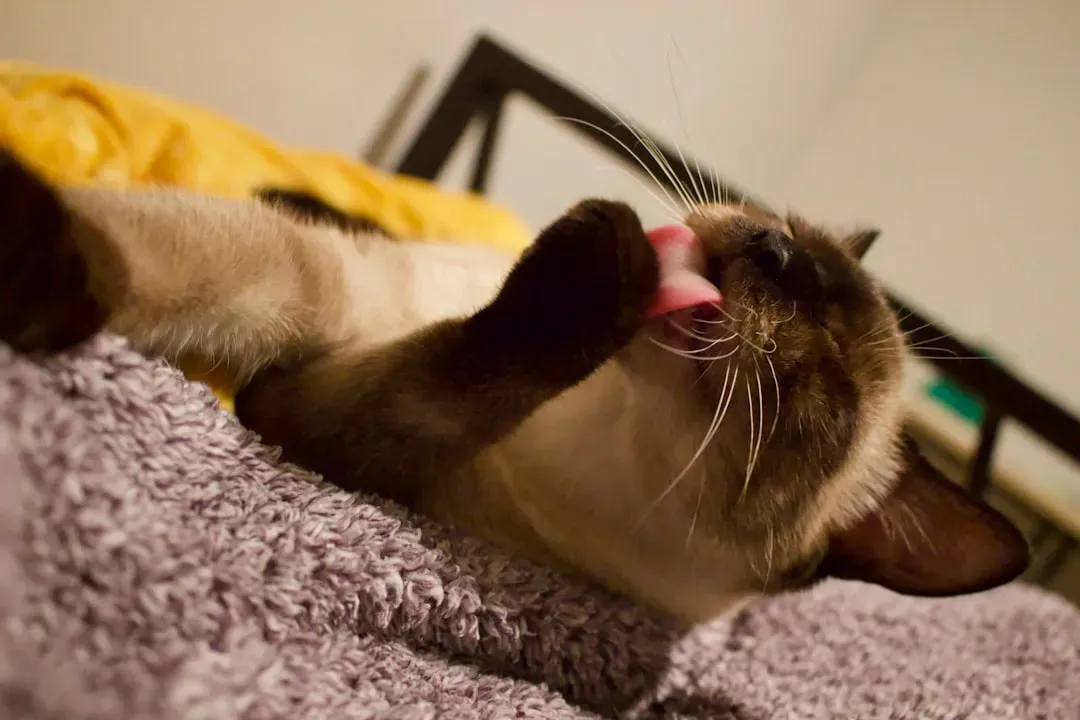 5. Siamese: Talkative, Lean, and Surprisingly Low Maintenance (Image Credits: Unsplash)