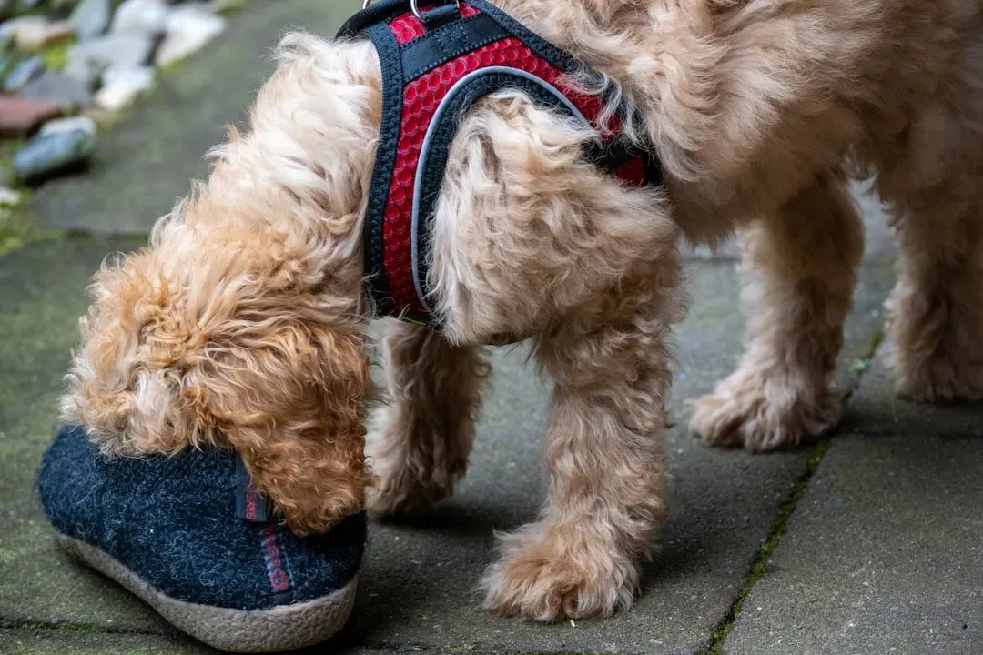 Other Animals, Other Dogs, and Social Gossip (Image Credits: Unsplash)