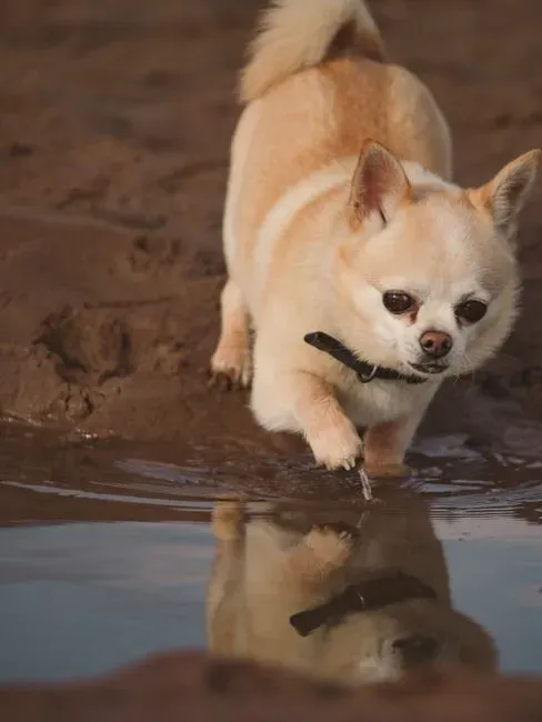 #3 - Paws That Drag or Scuff the Ground (Image Credits: Pexels)