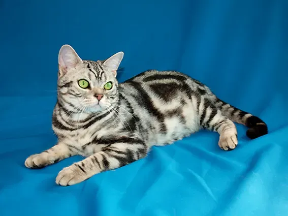 2. American Shorthair: Sturdy, Low-Fuss, Long-Lived (By odin_aka_zero-one, CC BY-SA 3.0)