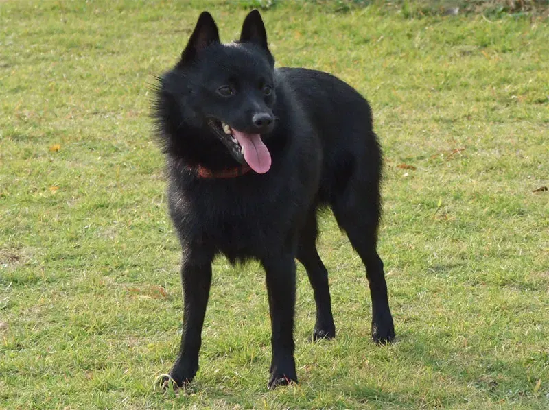 9. Raven Spirit – Schipperke (No machine-readable source provided. Own work assumed (based on copyright claims)., Public domain)