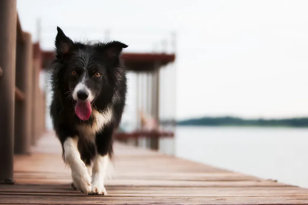 Border Collie: The Genius That Never Stops Thinking (Image Credits: Flickr)