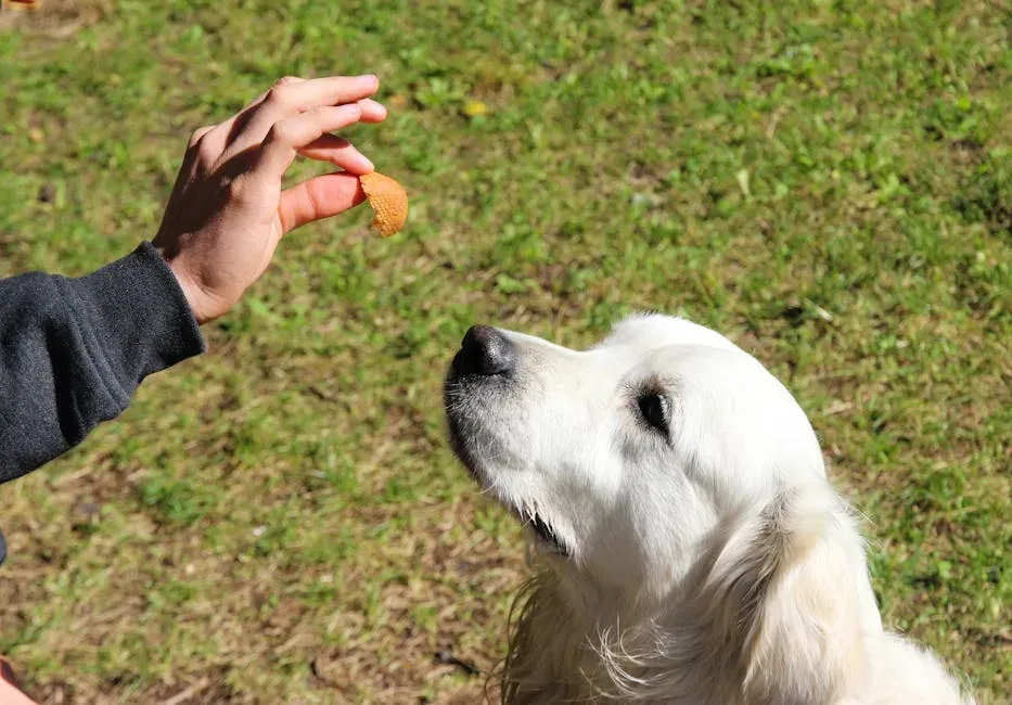 Sweet Potato and Peanut Butter Chews (Image Credits: Pexels)