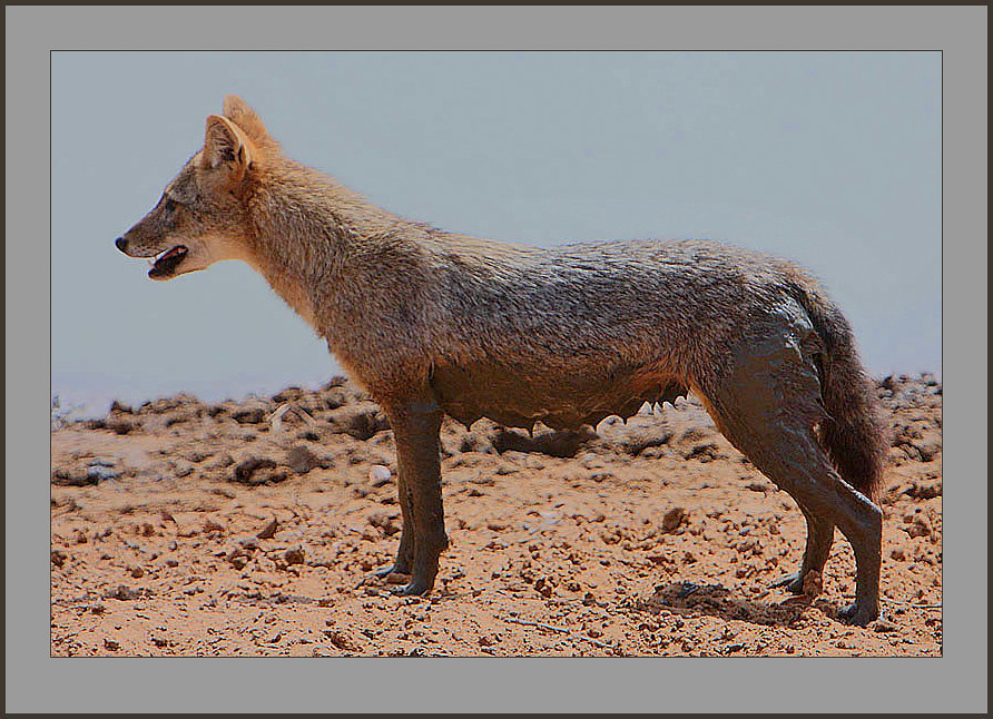 Libra (September 23 – October 22): The Golden Jackal (Image Credits: Flickr)