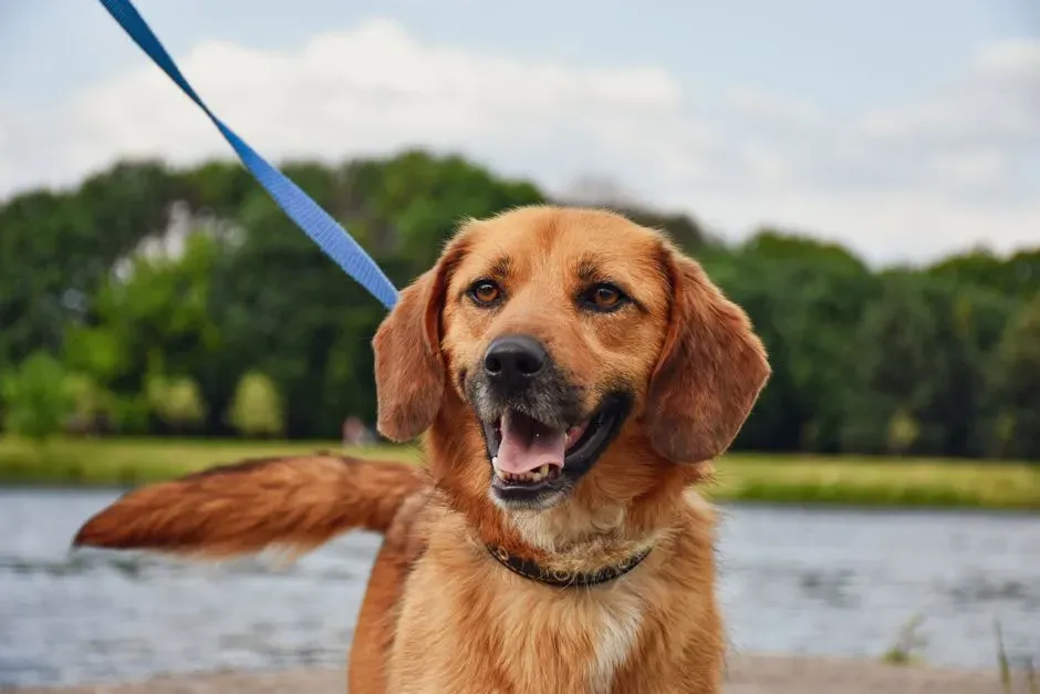 Rethinking “Good” and “Bad” Dogs: An Opinionated Take (Image Credits: Pexels)