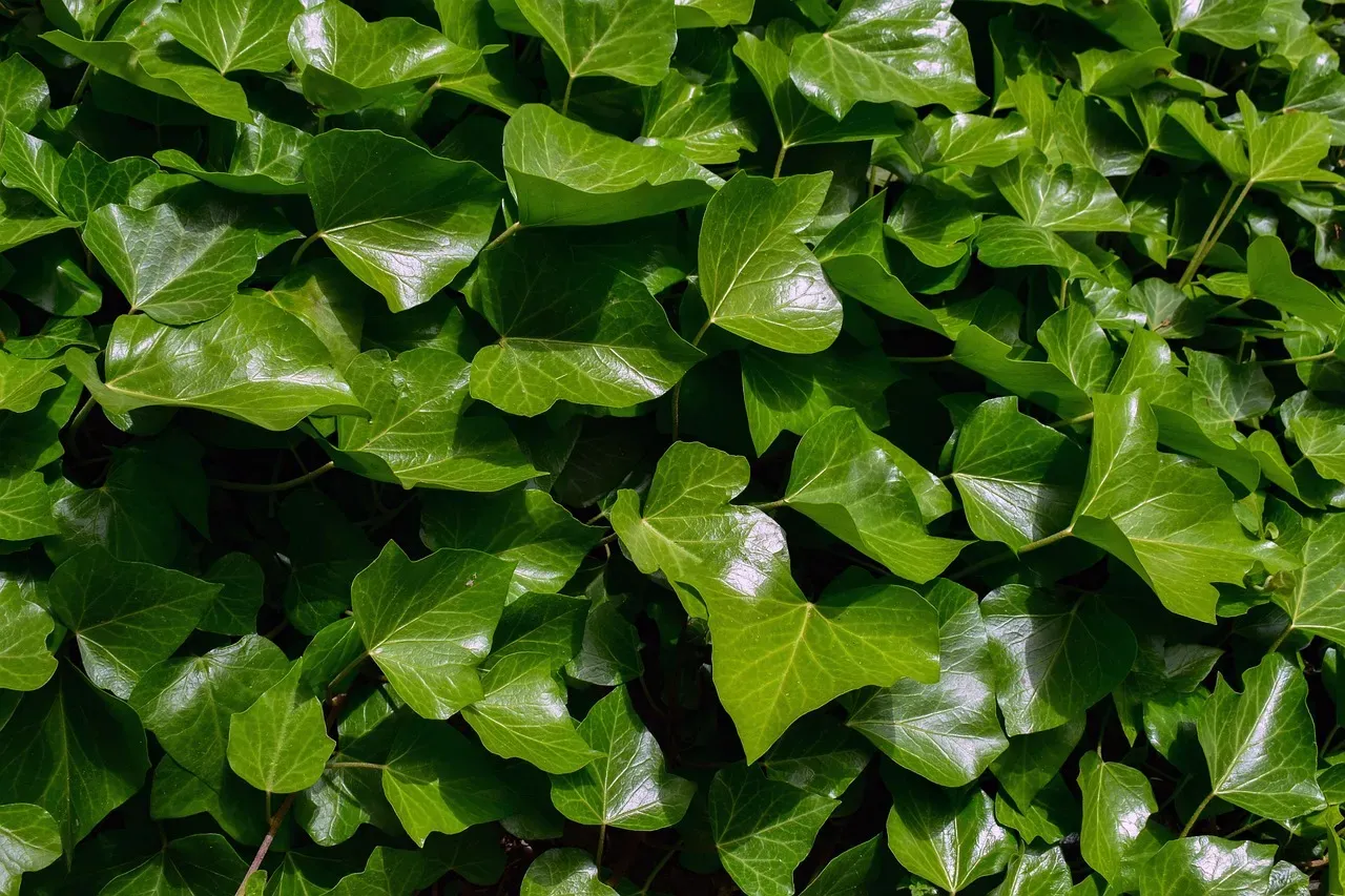 10. English Ivy (Hedera helix): The Climbing Vine That Can Drop Your Dog (Image Credits: Pixabay)