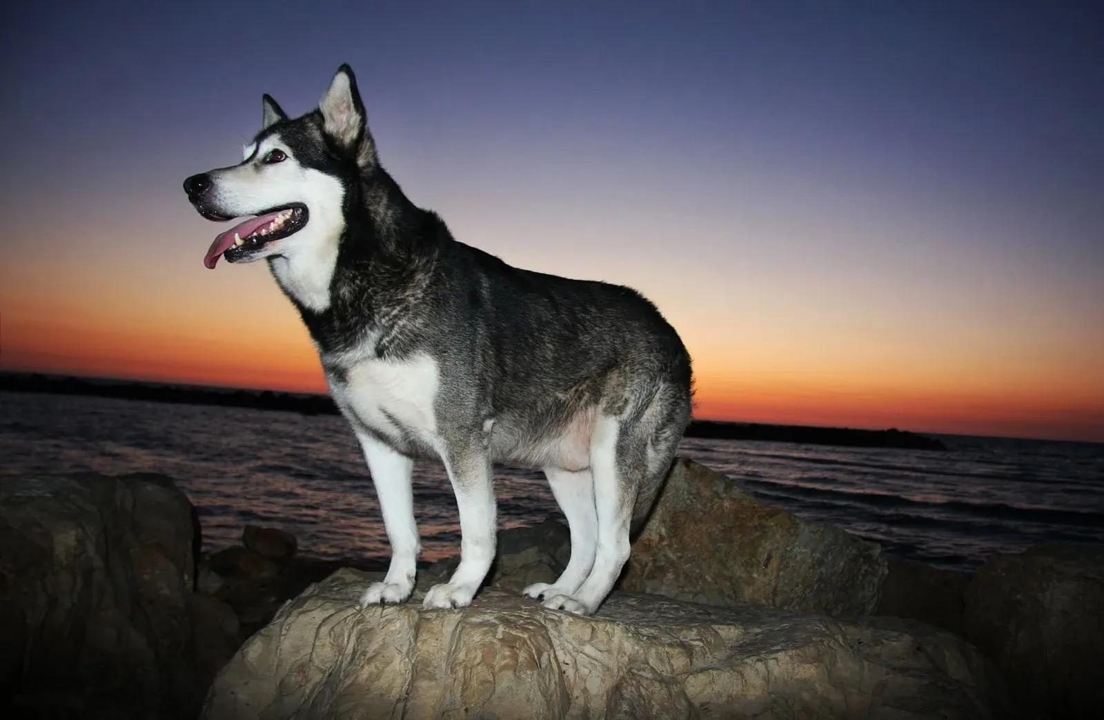 2. Alaskan Malamute: A Working Dog Out of Its Element (By photos8.com, CC BY 2.0)