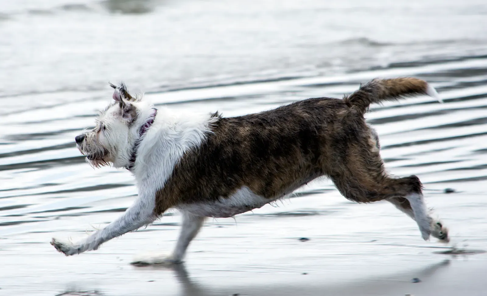 Changes in Routine or Environment (Image Credits: Wikimedia)