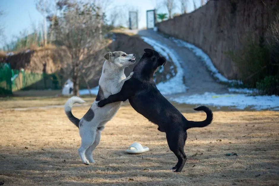 #7 - Laughing at Jumping and Then Punishing It Later (Image Credits: Pexels)