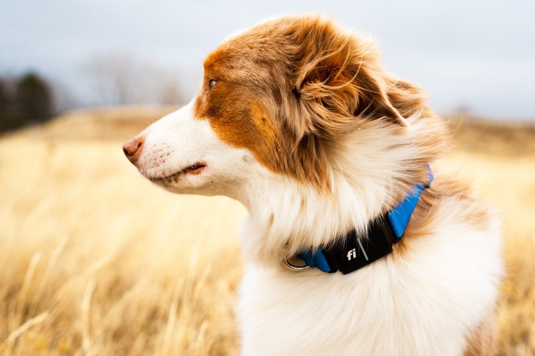 Australian Shepherd: The Workaholic (Image Credits: Unsplash)