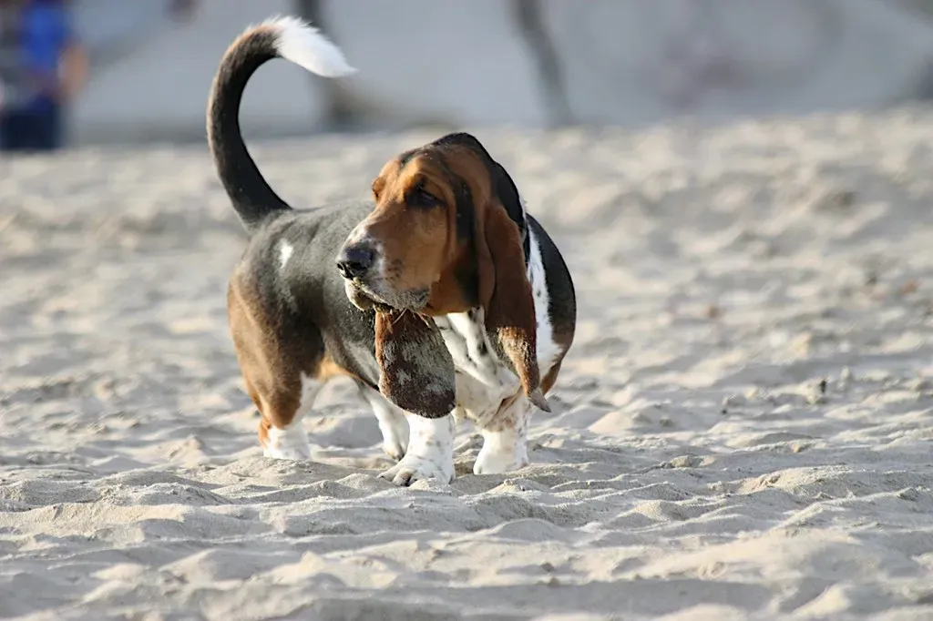 When a Bow Isn't About Play: Health Red Flags to Watch (Image Credits: Flickr)