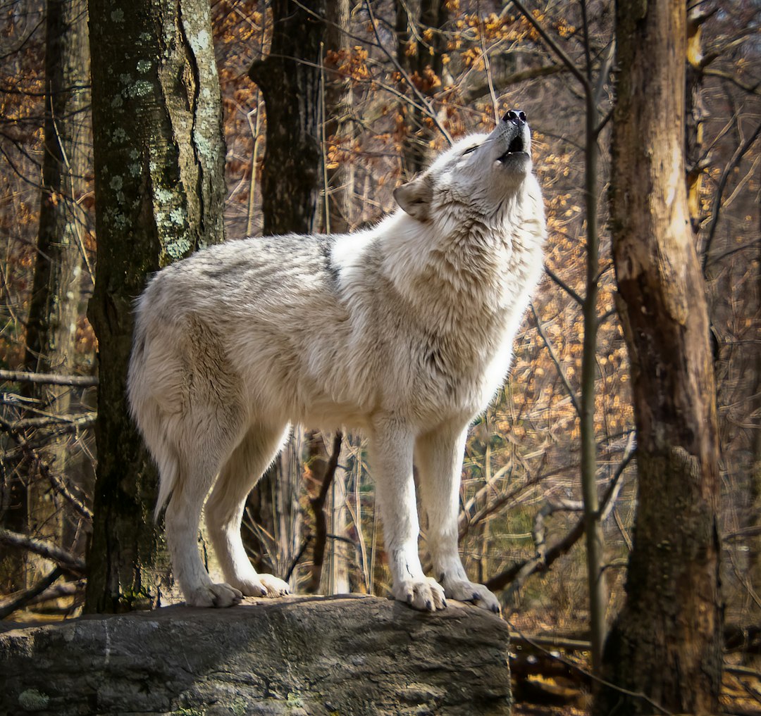 Leo - The Ceremonial Wolf (Image Credits: Unsplash)