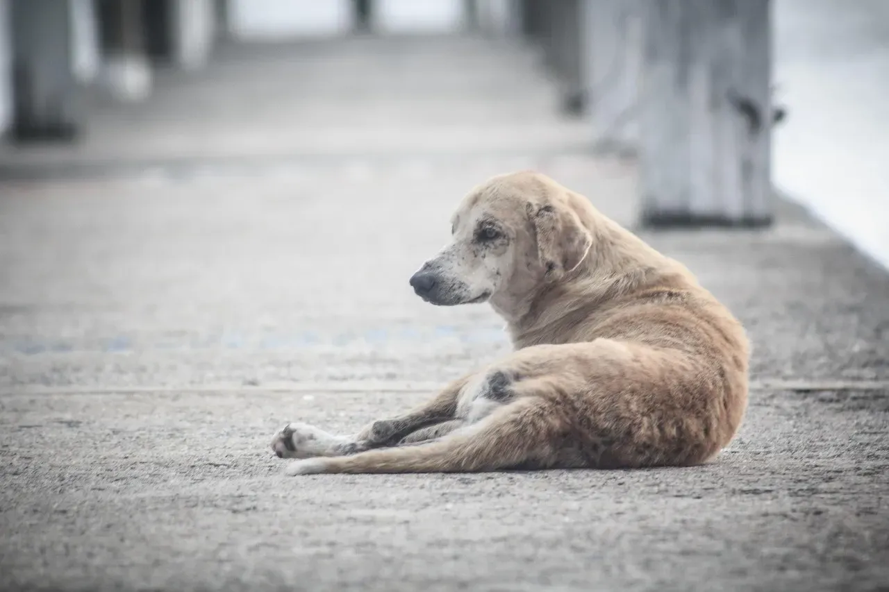 #10: Leaving Them Alone for Long Stretches Without Preparation (Image Credits: Pixabay)