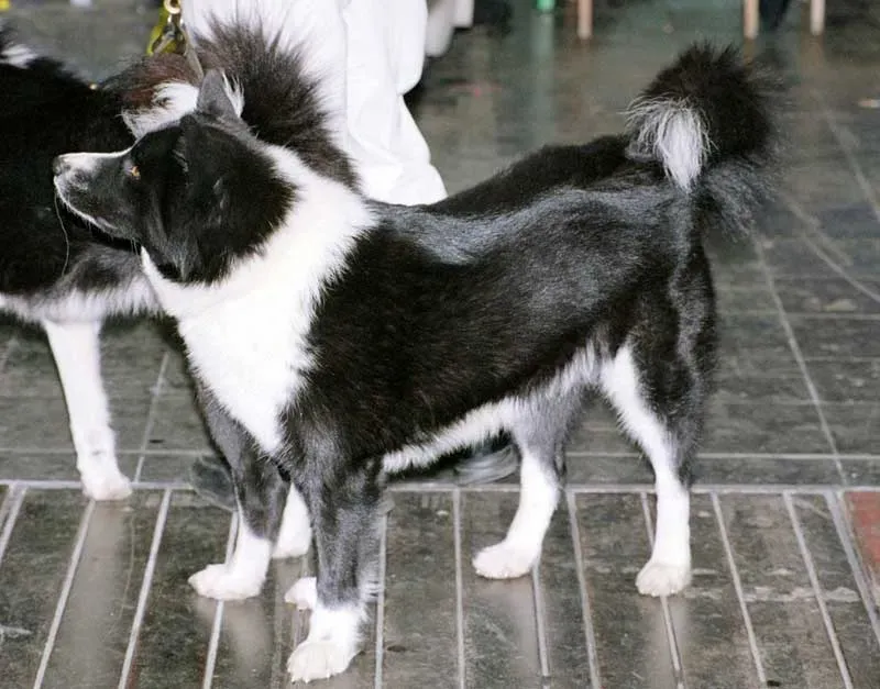 1. Karelian Bear Dog: The Gold Standard for Bear Country (Transferred from en.wikipedia to Commons., CC BY-SA 3.0)