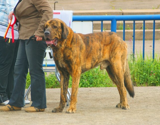 Spanish Mastiff: The Silent Sentinel (Image Credits: Wikimedia)