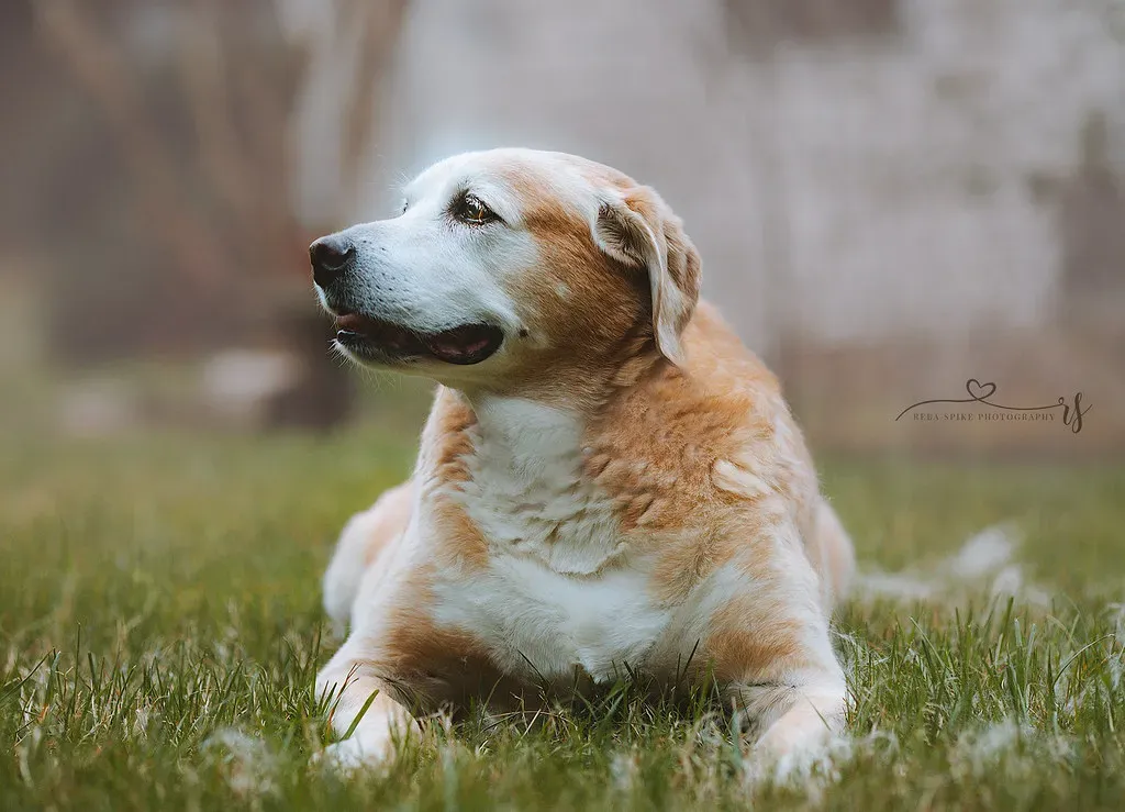 4. Labrador Retriever: America’s Favorite Dog, Quietly Pricey in Old Age (RebaSpike, Flickr, CC BY 2.0)