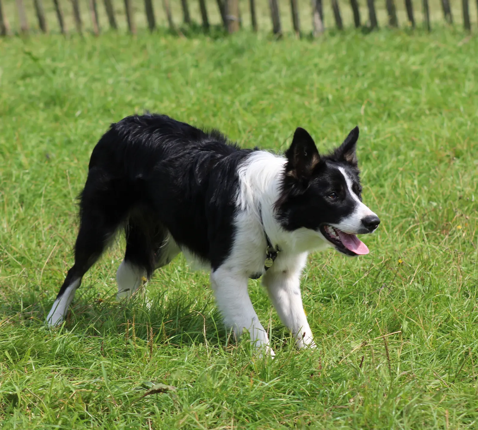 Border Collie (Image Credits: Wikimedia)