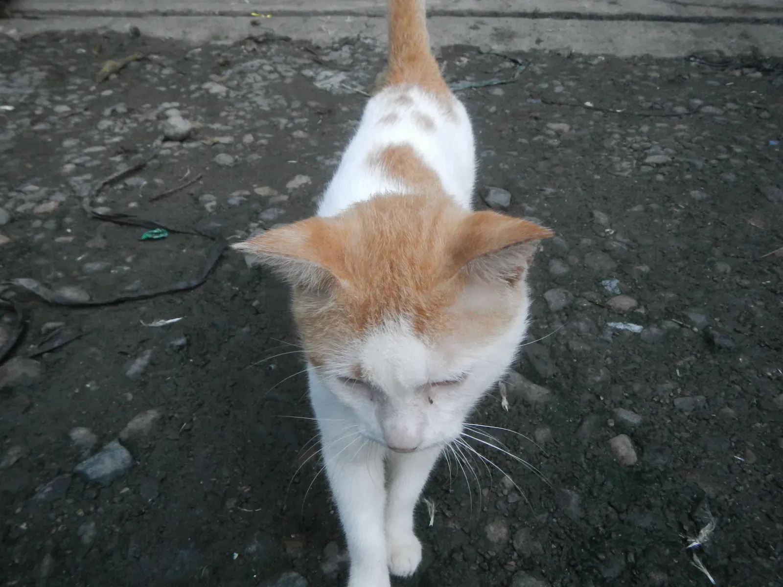 6. Following You Around: Your Furry Shadow (By Judgefloro, CC0)