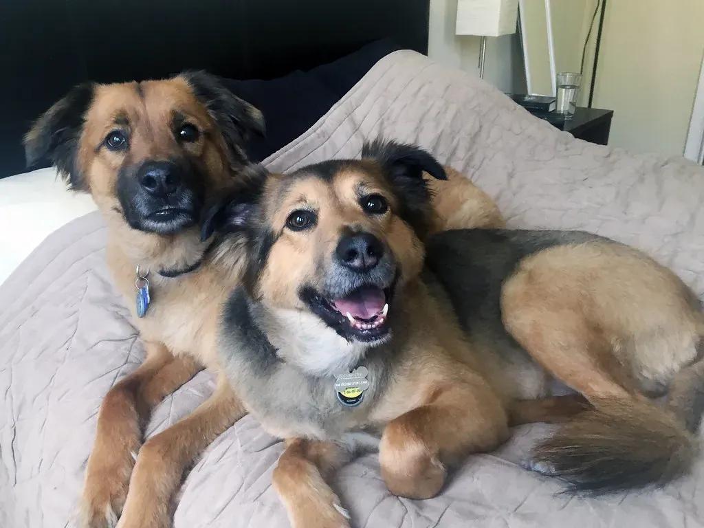 Making Your Decision: Quiet Companionship or Vocal Expression? (Image Credits: Flickr)