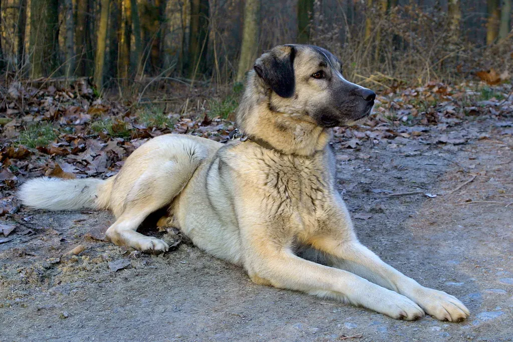 14. Kangal: The Ultimate Livestock Guardian (Image Credits: Flickr)