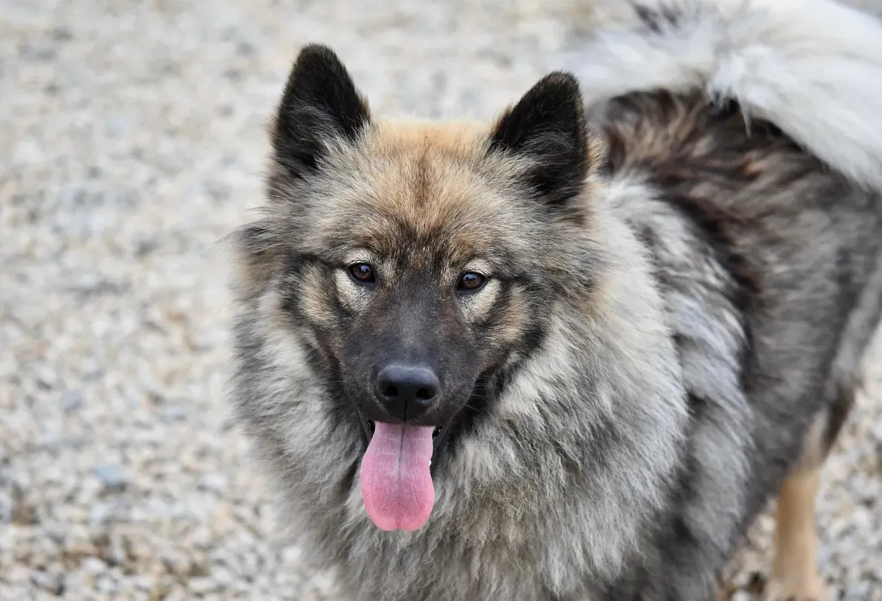 Are Dogs Really Learning Words Like Human Children? (Image Credits: Pixabay)