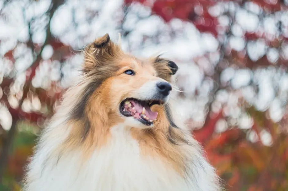 7. Shetland Sheepdog (Sheltie): The Quiet Observer With a Huge Heart (Image Credits: Pexels)