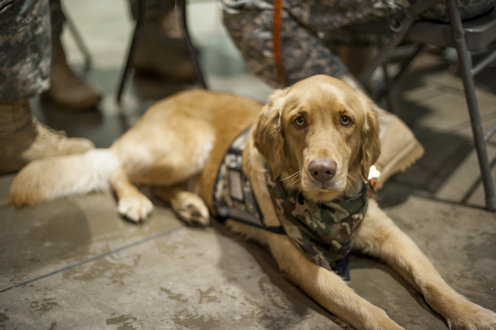 They Ignore Your Dog's Stress Signals (Image Credits: Flickr)