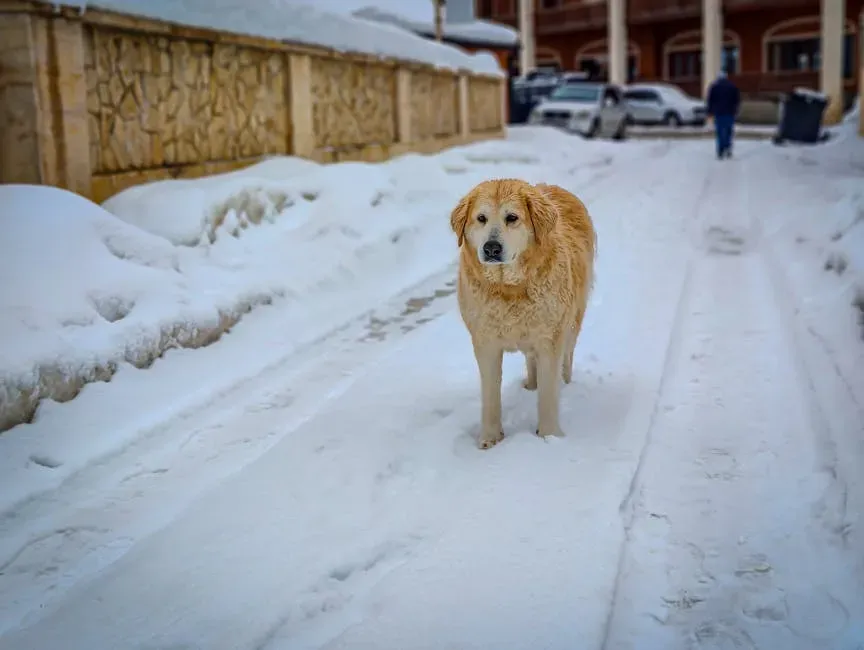 #3: The Great Pyrenees - Gentle Power From the Mountains (Image Credits: Pexels)