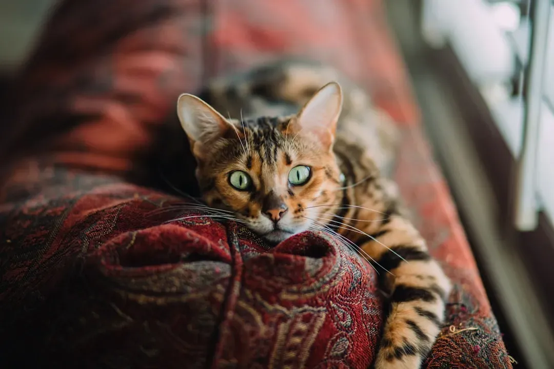 Bengal: The Wild-Looking Athlete That Needs More Than Just a Toy Mouse (Image Credits: Unsplash)