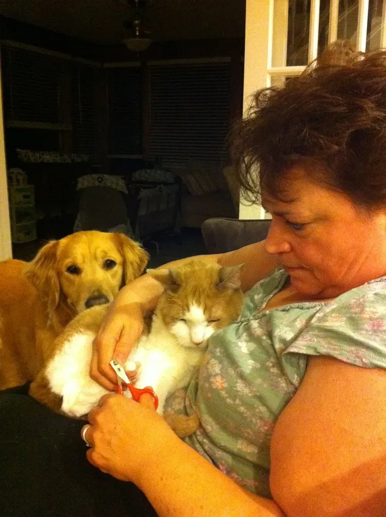 Never Use Tricks Or Forceful Restraint During Nail Time (Image Credits: Flickr)