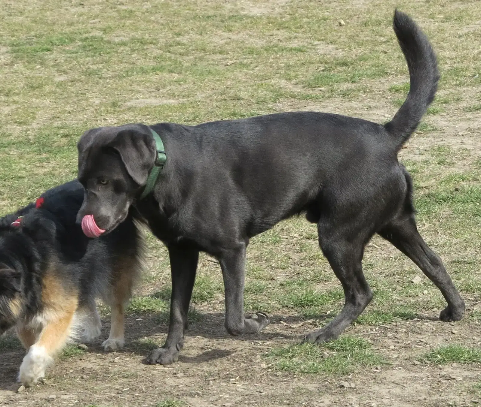 Putting It All Together: Becoming Fluent in Tail Talk (Image Credits: Wikimedia)