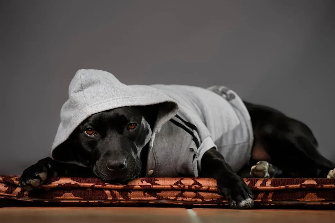 They Seek Out Your Scent When You're Away (Image Credits: Unsplash)