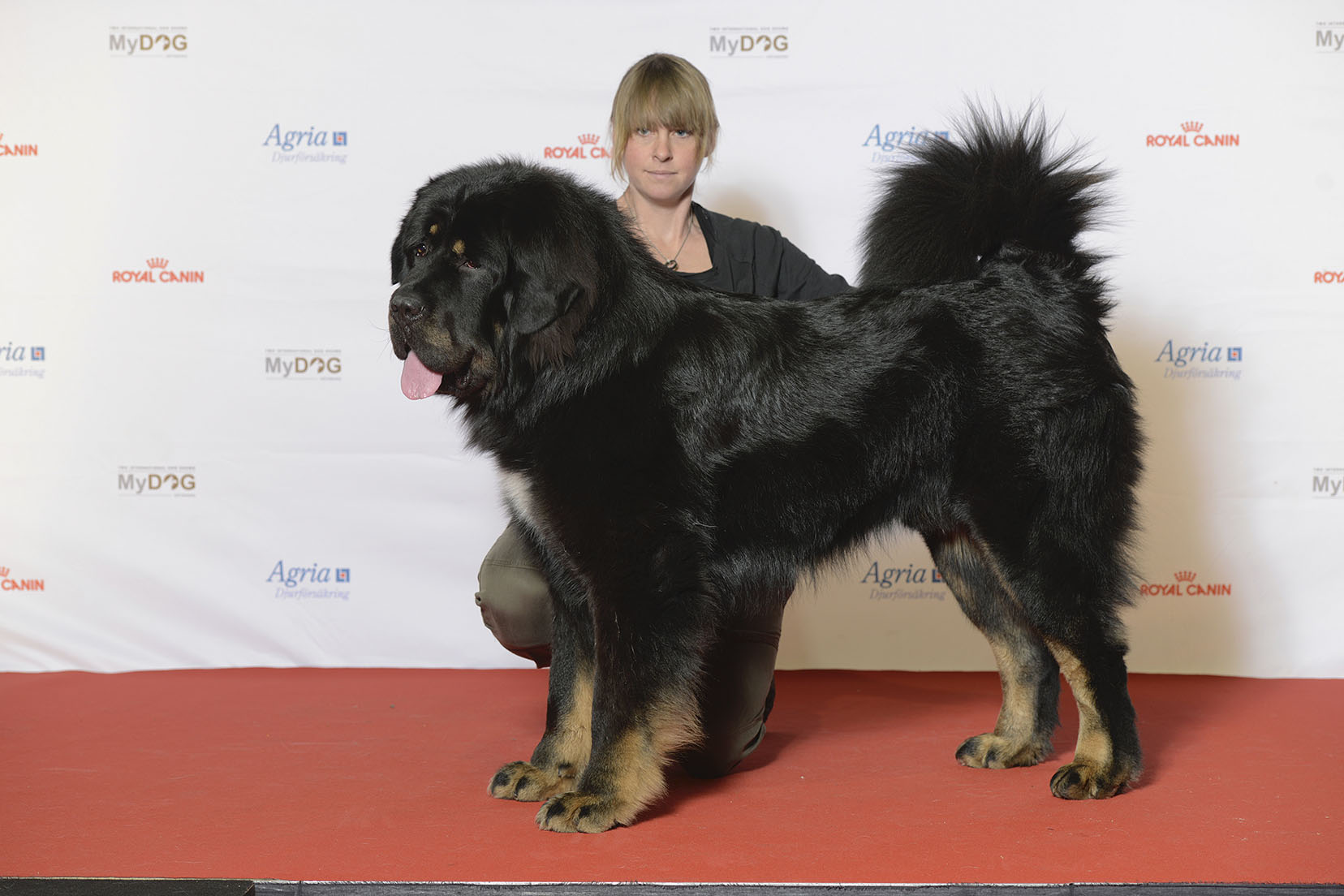 Tibetan Mastiff: The Himalayan Guardian (Image Credits: Wikimedia)