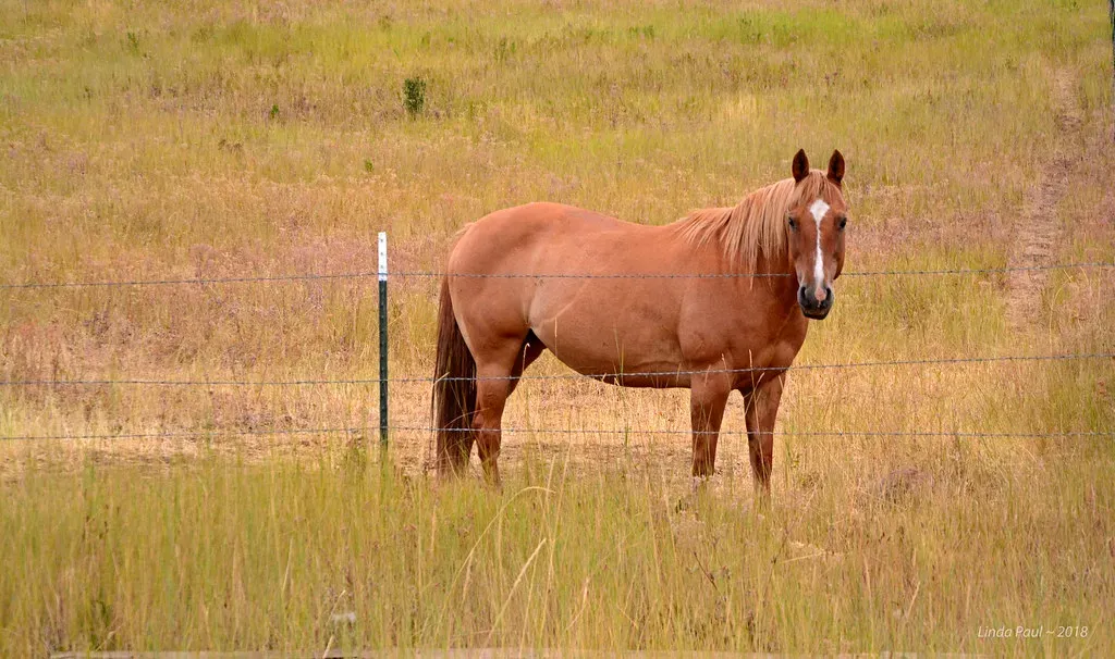 Idaho's Persistent Problems and Stagnation (Image Credits: Flickr)