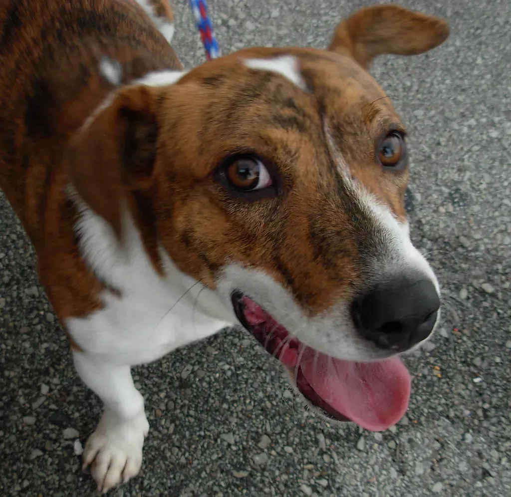 Jack Russell Terrier Trouble (Image Credits: Flickr)