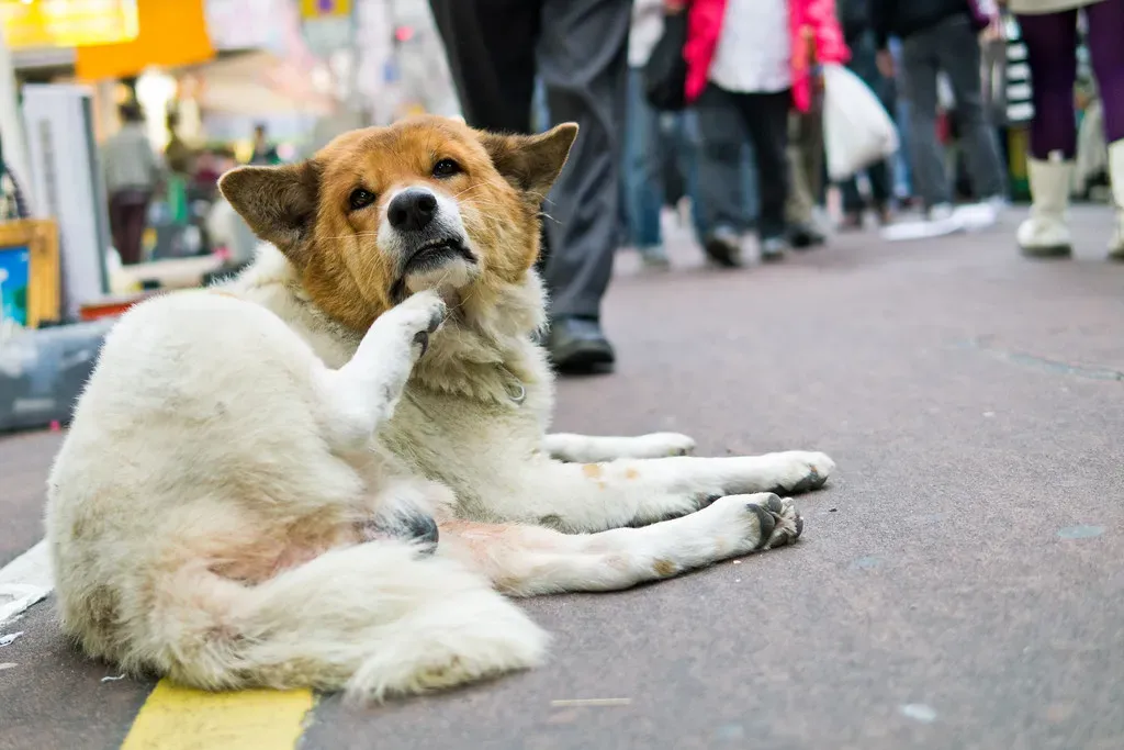 #4: Sudden, Out-of-Context Scratching (hyakushiki_thebest, Flickr, CC BY 2.0)