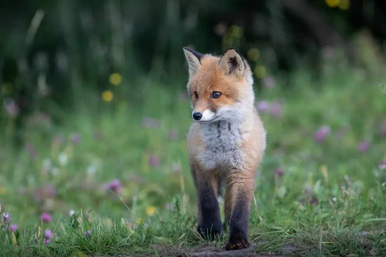 #8 Scorpio (October 23 – November 21): The Tibetan Fox (Image Credits: Pixabay)