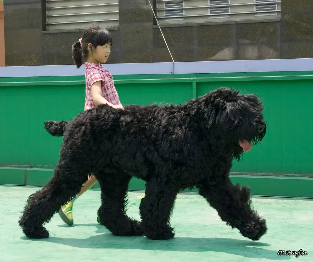 The Black Russian Terrier: Suspicious by Nature (Image Credits: Flickr)